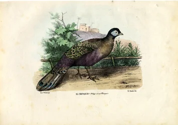 Indische Pauw, 1863-79